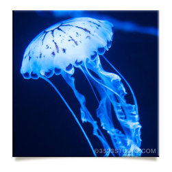 Jellyfish: Square Print - Prints And Posters
