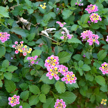 Drought Tolerant Plants