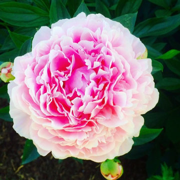 Peony