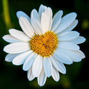 Little White Daisy's photo