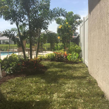 Lush Tropical Garden