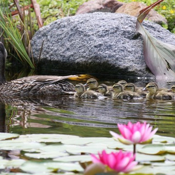 Koi Ponds and Water Gardens