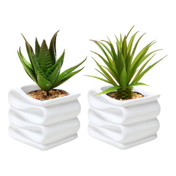 Insectivorous Plants