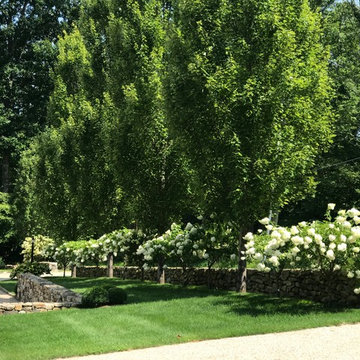 Extension of stone wall, Hornbeam trees & PeeGee Hydrangea’s