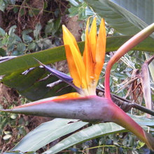 Auckland NZ suburban garden
