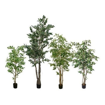 GA_FICUS TREE_573