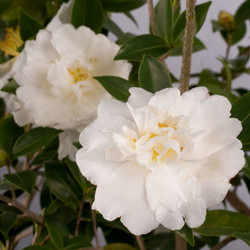 Diana™ Camellia Camellia sasanqua Diana™