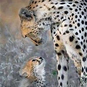 Andre de Villiers's photo