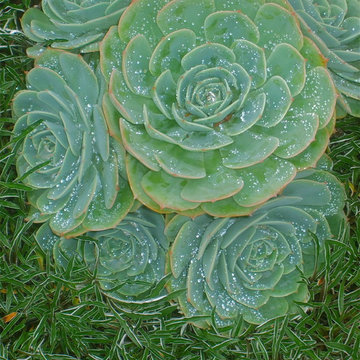 Favorite Plants and Plant Combinations