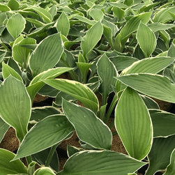 Current Featured Plants - Products