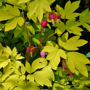 Ralph & Liz Schumacher Garden