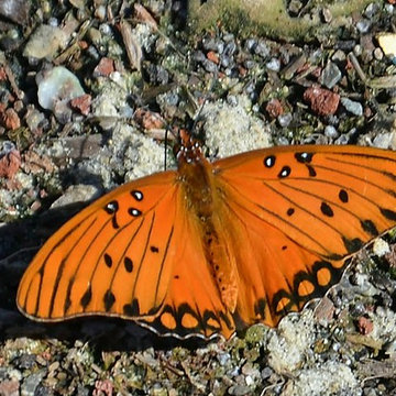 Gulf fritillary butterfly