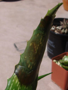 Broken Aloe Vera Leaf | Houzz Forum