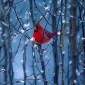 Sandy Morrills foto