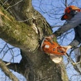 Tree Contractors Northwest Inc's profile photo