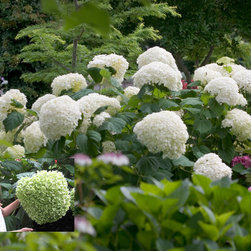 Incrediball&reg; Smooth Hydrangea - Plants