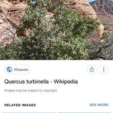 Plants for Las Vegas