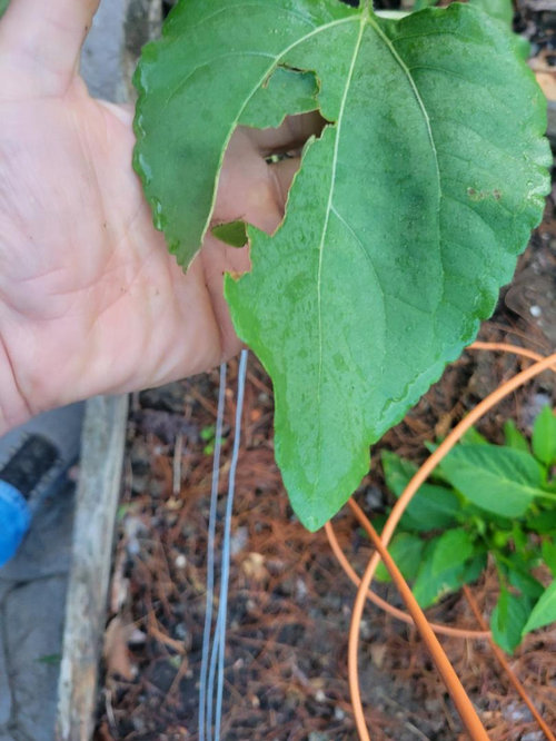 What is eating my sunflower leaves?