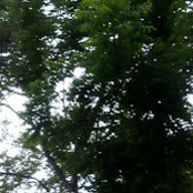 sylvan711 .s billede