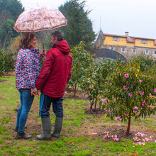 Jardín de la semana: En Galicia, el paraíso de las camelias