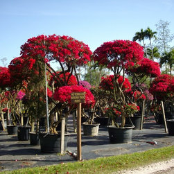 Bougainvillea - Area Rugs
