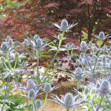 plantings