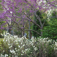 Landscape Ideas