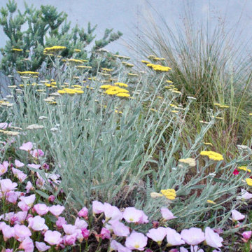 Superbloom Preplanned California Wildflower Garden