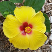Trish Martinache's photo