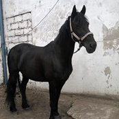 Linsay Murray's photo