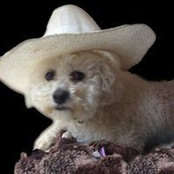 Patsy Bertolli's photo