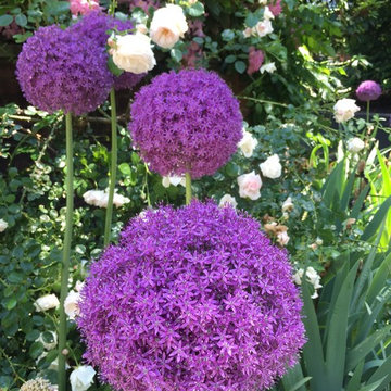 Summer Flowers and Containers