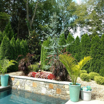 Privacy Screen & Unique Pool Plantings