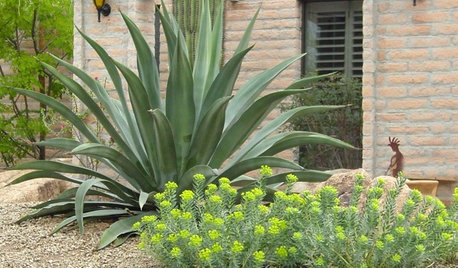 How to Spot a Drought-Tolerant Plant