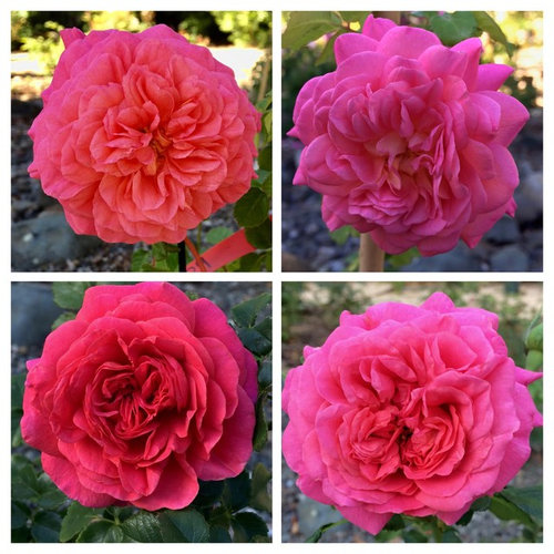 Late Summer Rose Collages - Part II | Houzz Forum