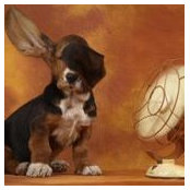 Alice Tongbram's photo