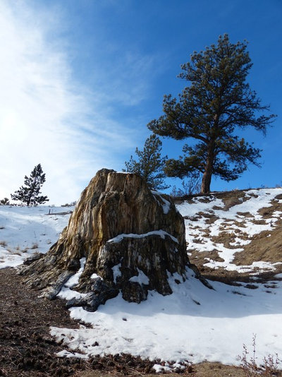 Ponderosa Pine Behind Petrified Redwood Stump