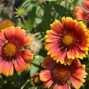 Plantings