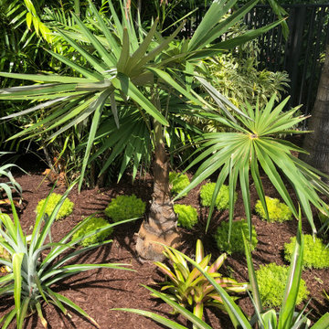 Landscaping with Tropical Color-Palms and Bromeliads