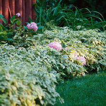 Natural Shade Garden