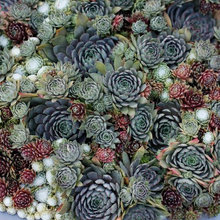 Succulent Savy