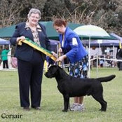 Foto von Cladaghring Labradors