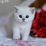 Elena Baranova's photo
