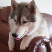 Sara Rafferty's photo