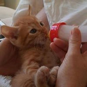 Virginie Ryckaert's photo