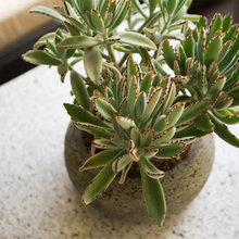 succulents