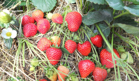 8 Delicious Strawberry Varieties to Grow at Home