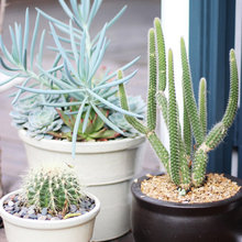 Cali Eclectic