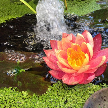 Water Gardens Come in All Sizes
