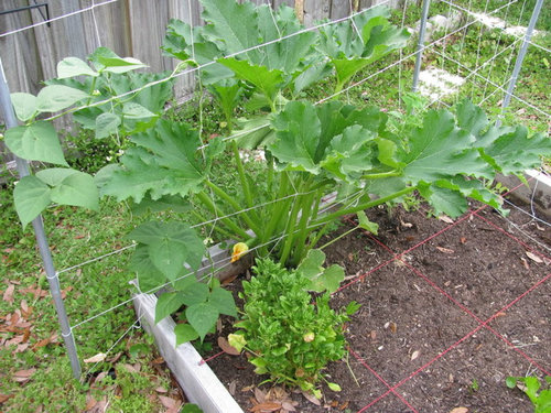 A Few Garden Pics What S Growing